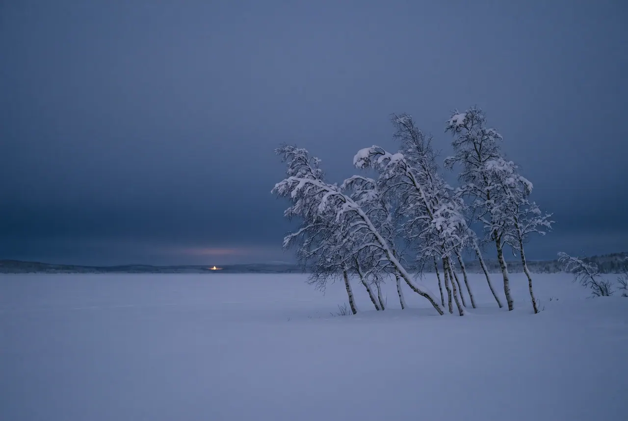 A dense group of thin, leaning birch trees heavy with snow, their pale trunks almost lost against the snowy ground.