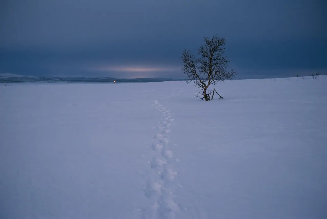 A line of footprints crosses a snowy plain toward a single small tree, already softening as fine snow drifts into them.