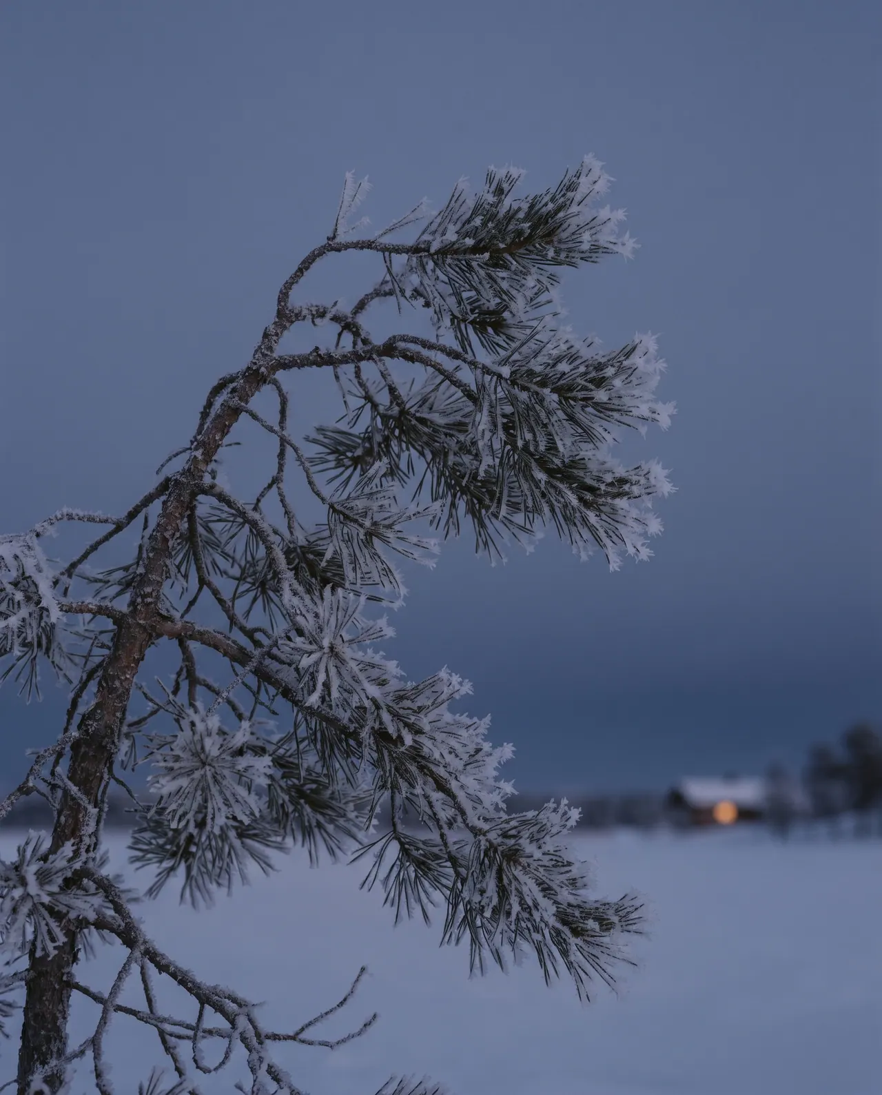 A close view of a pine branch thickly coated in needle-like hoarfrost, each crystal sharp against a smooth grey background.